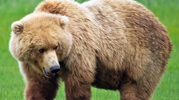 Jawabannya adalah beruang. (Foto: Playbuzz)