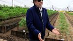 Melihat Proses Budidaya Ganja untuk Kesehatan di Kolombia