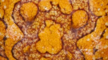 Ikan, ular atau laba-laba? (Foto: Playbuzz)