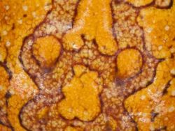 Uji Pengetahuan dan Kejelian, Tebak Ini Foto Hewan Apa?