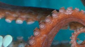 Bintang laut, gurita atau ubur-ubur? (Foto: Playbuzz)