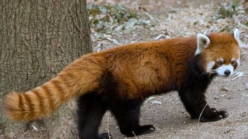 Jawabannya panda merah. (Foto: Playbuzz)