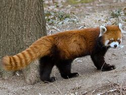 Uji Pengetahuan dan Kejelian, Tebak Ini Foto Hewan Apa?