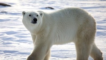 Jawabannya adalah Beruang kutub. Bisa menebak jawabannya dengan benar semua, berarti kamu memang penyuka binatang. (Foto: Playbuzz)