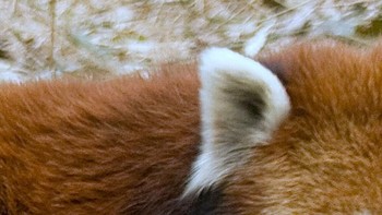 Rubah, beruang atau panda merah? (Foto: Playbuzz)