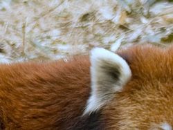 Uji Pengetahuan dan Kejelian, Tebak Ini Foto Hewan Apa?