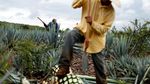 Melihat Proses Pembuatan Tequila Tradisional di Meksiko