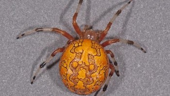 Jawabannya adalah laba-laba. (Foto: Playbuzz)