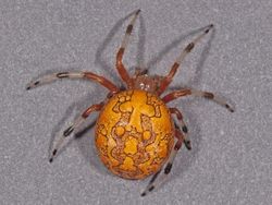 Uji Pengetahuan dan Kejelian, Tebak Ini Foto Hewan Apa?