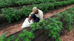 Melihat Proses Budidaya Ganja untuk Kesehatan di Kolombia