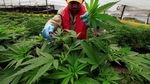 Melihat Proses Budidaya Ganja untuk Kesehatan di Kolombia