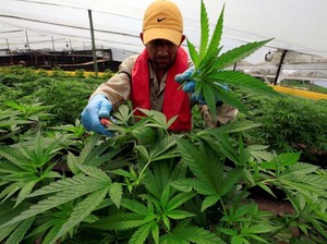 Jadi Tanaman Obat, Ini 5 Penyakit yang Dikaitkan dengan Manfaat Ganja Medis