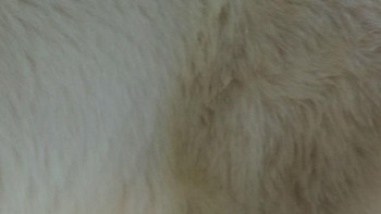 Beruang kutub, kelinci atau singa laut? (Foto: Playbuzz)