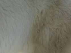 Uji Pengetahuan dan Kejelian, Tebak Ini Foto Hewan Apa?