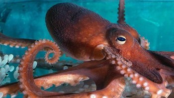 Jawabannya adalah gurita. (Foto: Playbuzz)