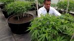 Melihat Proses Budidaya Ganja untuk Kesehatan di Kolombia