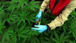 Melihat Proses Budidaya Ganja untuk Kesehatan di Kolombia