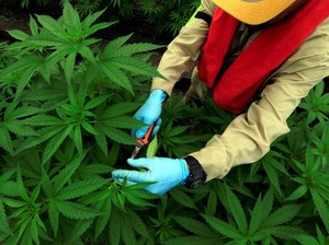 Thailand Akan Jadi Tuan Rumah World Ganja Festival di 2020