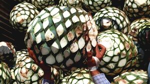 Melihat Proses Pembuatan Tequila Tradisional di Meksiko