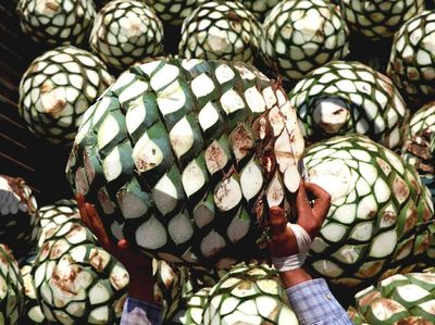 Melihat Proses Pembuatan Tequila Tradisional di Meksiko
