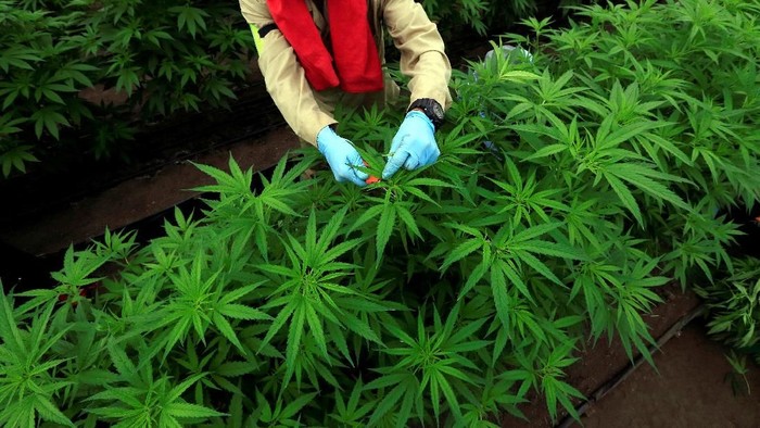 Ganja sebagai tanaman obat sudah mulai dilegalkan di Kolombia. Perusahaan Farmasi Pharmacielo bahkan mengembangkan budidaya ganja sebagai tanaman obat.