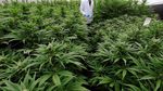 Melihat Proses Budidaya Ganja untuk Kesehatan di Kolombia