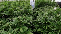 Beberapa ilmuwan dikerahkan untuk fokus pada penelitian pengembangan tanaman ganja sebagai obat. Jaime Saldarriaga/Reuters.