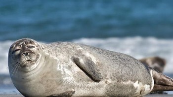 Jawabannya adalah anjing laut. (Foto: Playbuzz)