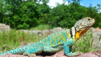 Jawabannya adalah kadal. (Foto: Playbuzz)