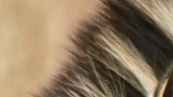 Rakun, Zebra atau kukang? (Foto: Playbuzz)