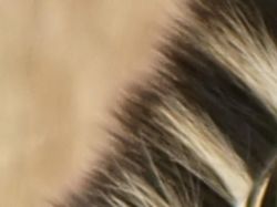 Uji Pengetahuan dan Kejelian, Tebak Ini Foto Hewan Apa?