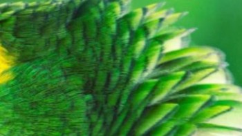 Burung beo, katak atau merak? (Foto: Playbuzz)