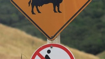 Jalan ini dikhususkan untuk kerbau, jika ada manusia berjalan itu dilarang. (Foto: Boredpanda)