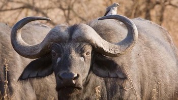 Jawabannya adalah kerbau. (Foto: Playbuzz)