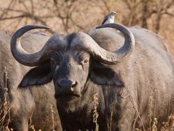 Uji Pengetahuan dan Kejelian, Tebak Ini Foto Hewan Apa?