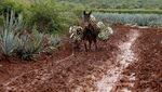 Melihat Proses Pembuatan Tequila Tradisional di Meksiko