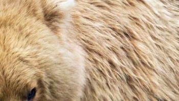 Rubah, singa atau beruang? (Foto: Playbuzz)