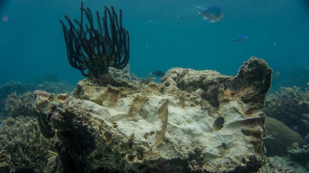 Hawaii Melarang Tabir Surya yang Merusak Terumbu Karang 