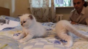 Kucingnya terbelah dua. (Foto: Brightside)