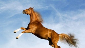 Jawabannya adalah kuda. (Foto: Playbuzz)