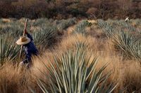 Seru! Di Sini Bisa Tidur di Dalam Barel Tequila Raksasa