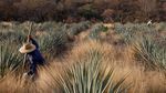 Melihat Proses Pembuatan Tequila Tradisional di Meksiko