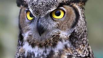 Jawabannya adalah burung hantu. (Foto: Playbuzz)