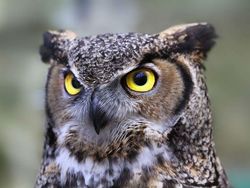 Uji Pengetahuan dan Kejelian, Tebak Ini Foto Hewan Apa?