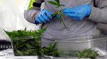 Melihat Proses Budidaya Ganja untuk Kesehatan di Kolombia