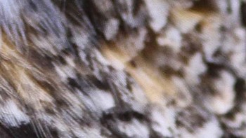 Jerapah, burung hantu atau cheetah? (Foto: Playbuzz)