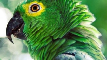 Jawabannya burung beo. (Foto: Playbuzz)