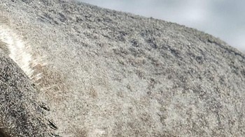 Anjing laut, berang-berang atau pinguin? (Foto: Playbuzz)