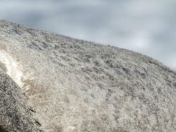 Uji Pengetahuan dan Kejelian, Tebak Ini Foto Hewan Apa?