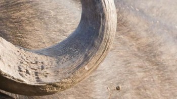 Kerbau, babi hutan atau badak? (Foto: Playbuzz)